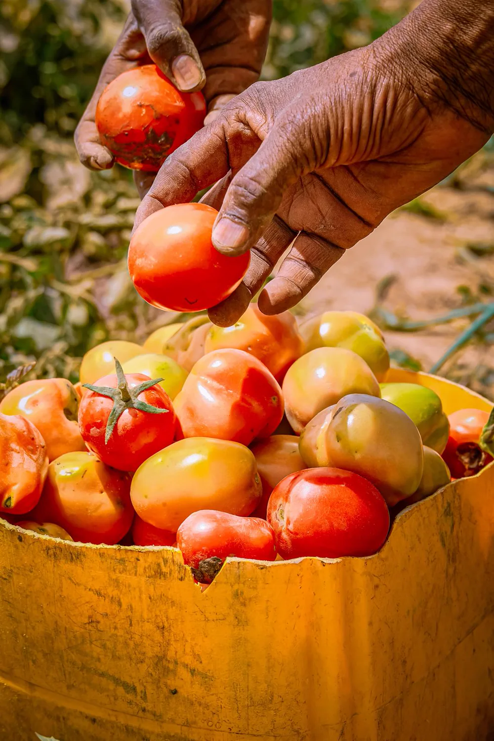 Cosecha de tomates