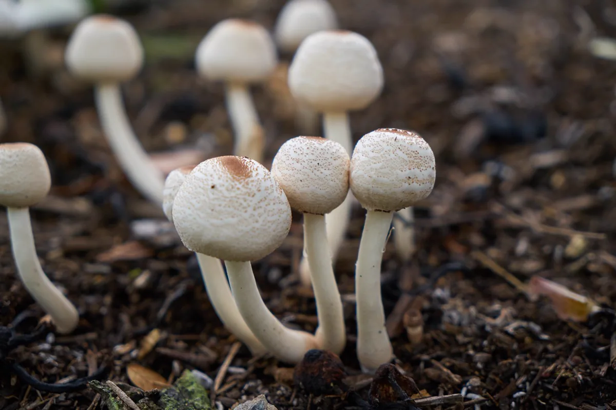 Hongos creciendo en suelo fértil